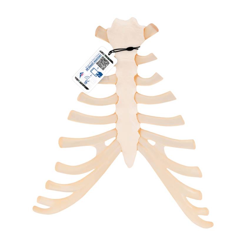 3B Scientific A69 Sternum with Rib Cartilage - 3B Smart Anatomy