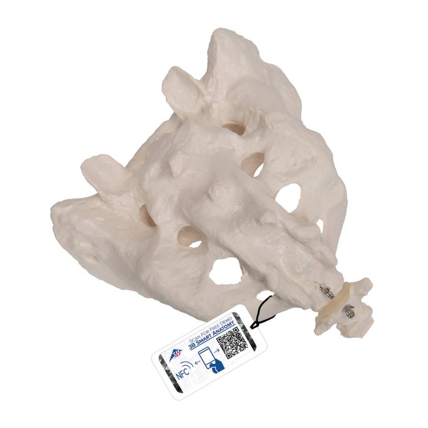 3B Scientific A70-6 Sacrum and Coccyx - 3B Smart Anatomy