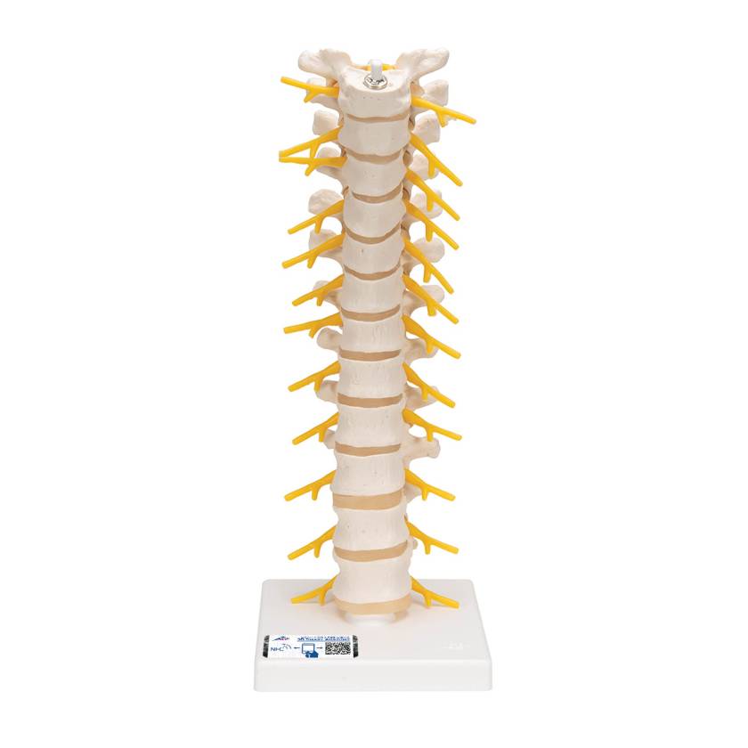 3B Scientific A73 Flexible Thoracic Vertebral Column - 3B Smart Anatomy