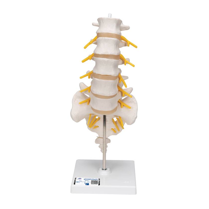 3B Scientific A74 Flexible Lumbar Vertebral Column - 3B Smart Anatomy