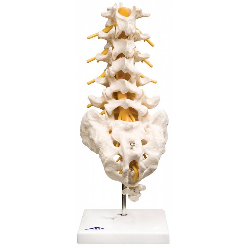 Flexible Lumbar Vertebral Column