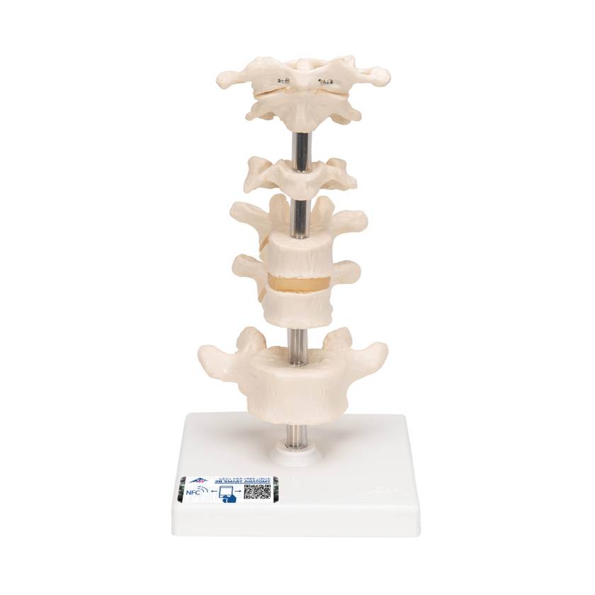 3B Scientific A75 6 Representative Vertebrae - 3B Smart Anatomy