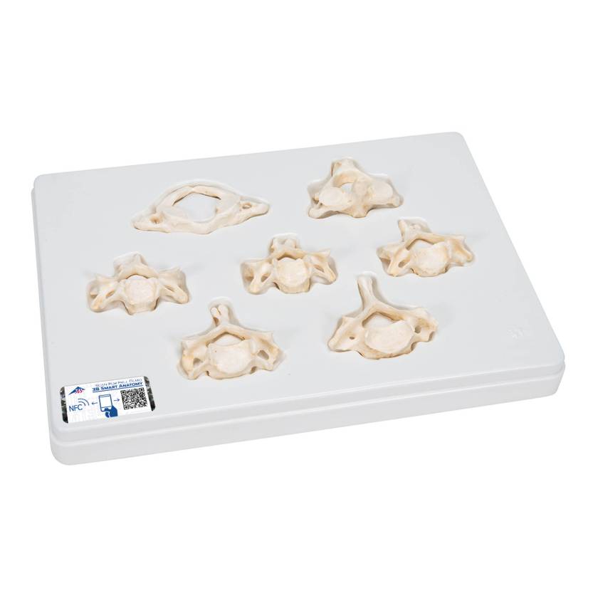 3B Scientific A790 Set of 7 BONElike Cervical Vertebrae - 3B Smart Anatomy