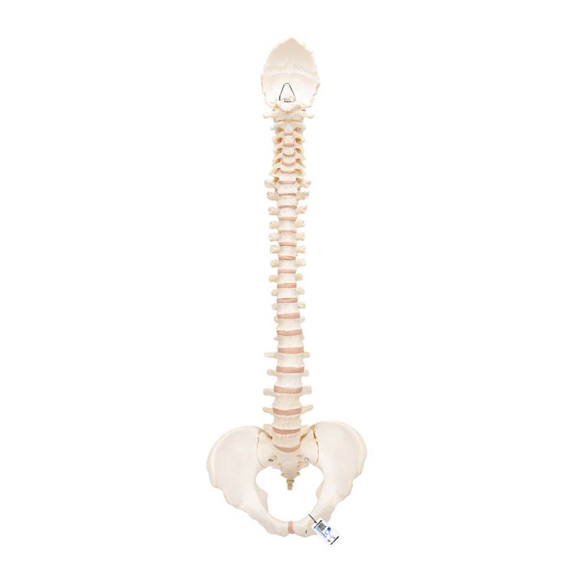 3B Scientific A794 BONElike Spinal Column (Complete Mounted)