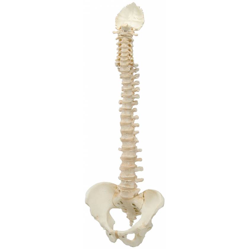 BONElike Spinal Column (Complete Mounted)