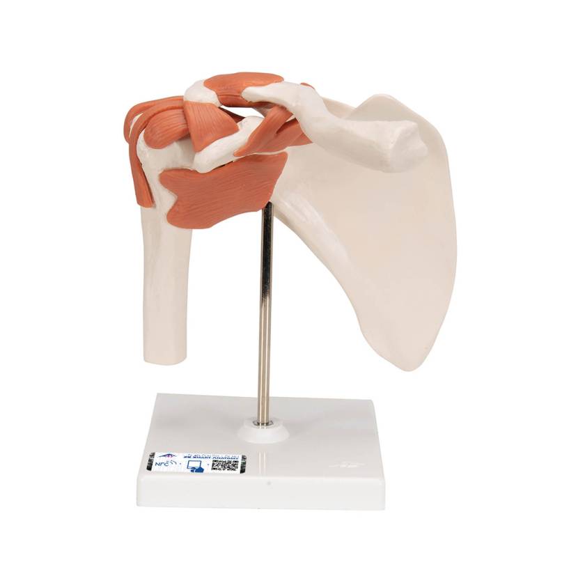 3B Scientific A80 Functional Shoulder Joint Model - 3B Smart Anatomy