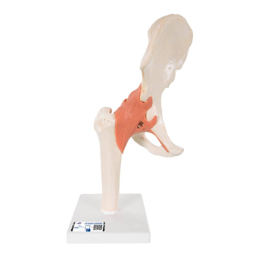 3B Scientific A81-1 Deluxe Functional Hip Joint Model - 3B Smart Anatomy