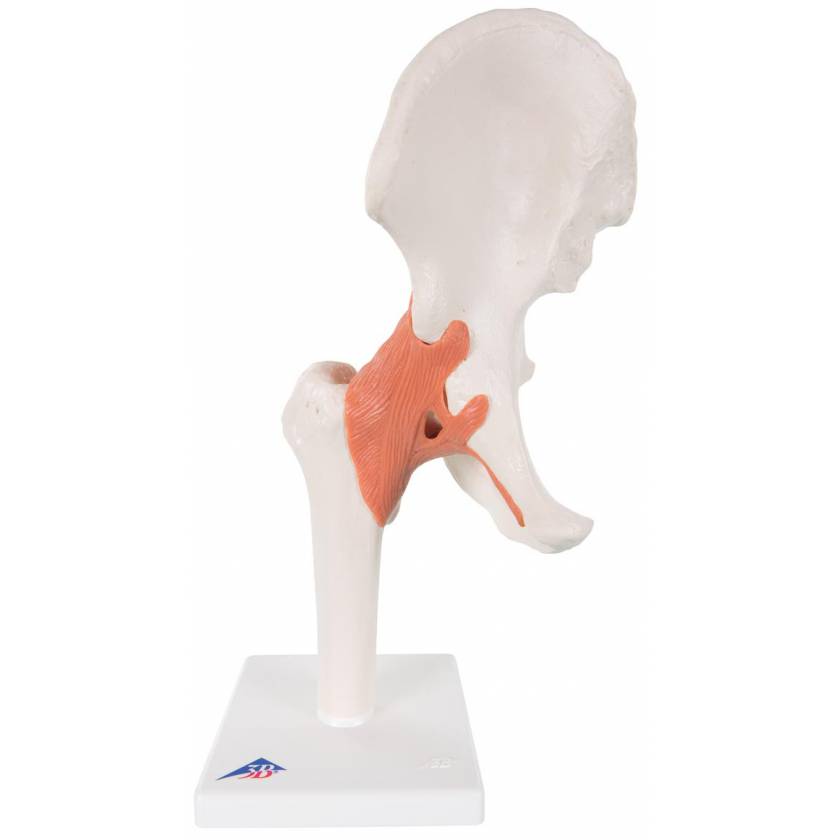 Functional Hip Joint Model