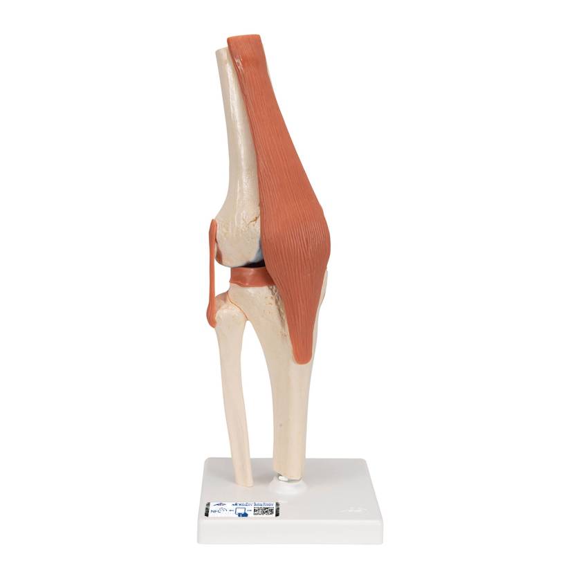 3B Scientific A82-1 Deluxe Functional Knee Joint Model - 3B Smart Anatomy