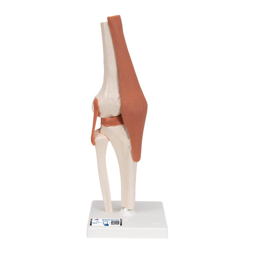 3B Scientific A82 Functional Knee Joint Model - 3B Smart Anatomy