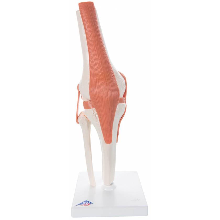 Functional Knee Joint Model