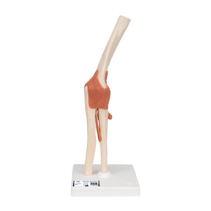 3B Scientific A83-1 Deluxe Functional Elbow Joint Model