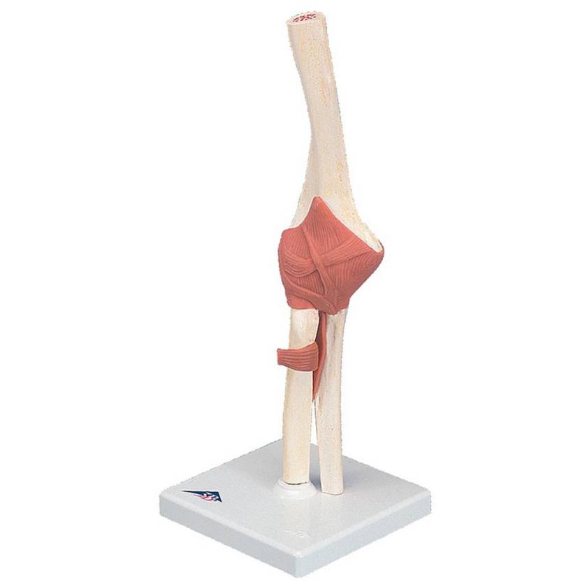 Deluxe Functional Elbow Joint Model