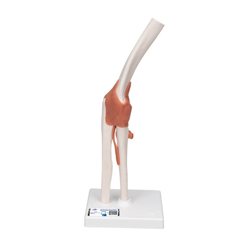 3B Scientific A83 Functional Elbow Joint Model