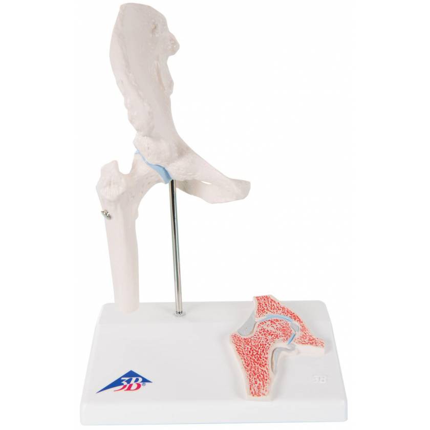 Mini Hip Joint with Cross Section of Bone - On Base