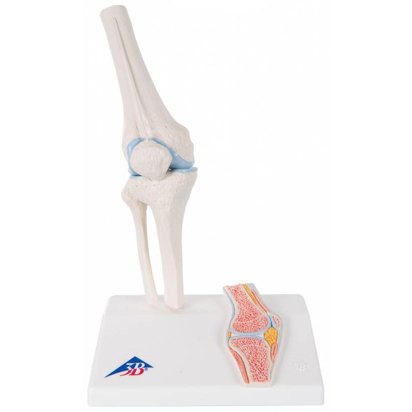 Mini Knee Joint with Cross Section of Bone - On Base