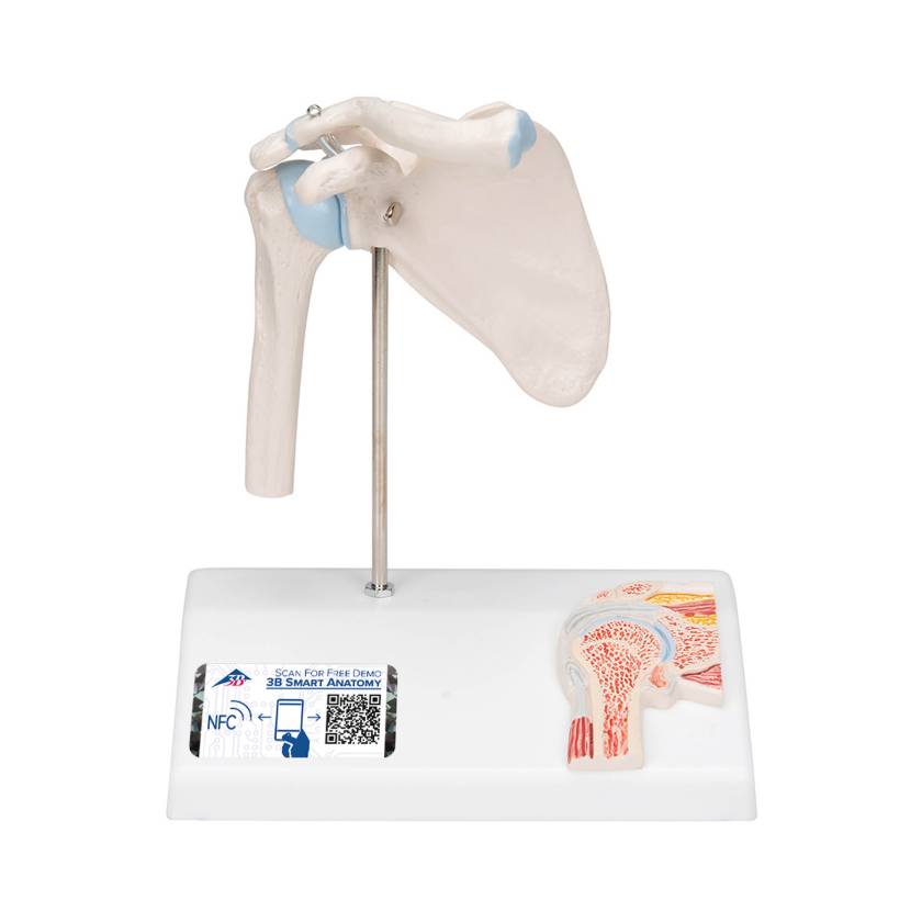 3B Scientific A86-1 Mini Shoulder Joint with Cross Section of Bone - On Base - 3B Smart Anatomy