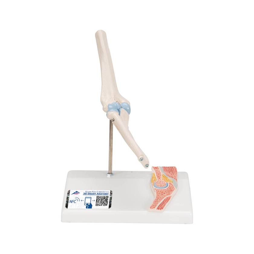 3B ScientificA87-1 Mini Elbow Joint with Cross Section of Bone - On Base