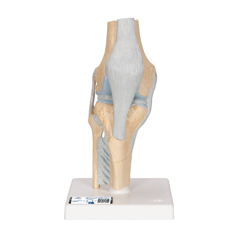 3B Scientific A89 Sectional Knee Joint Model 3-Part - 3B Smart Anatomy