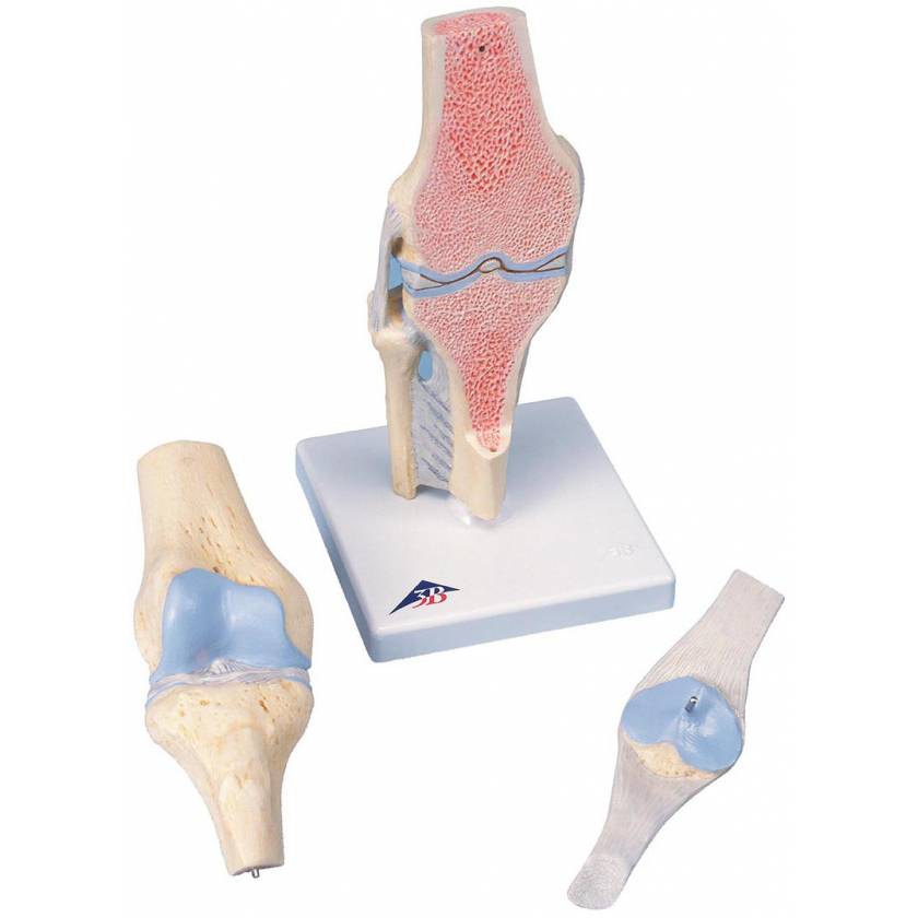 Sectional Knee Joint Model 3-Part