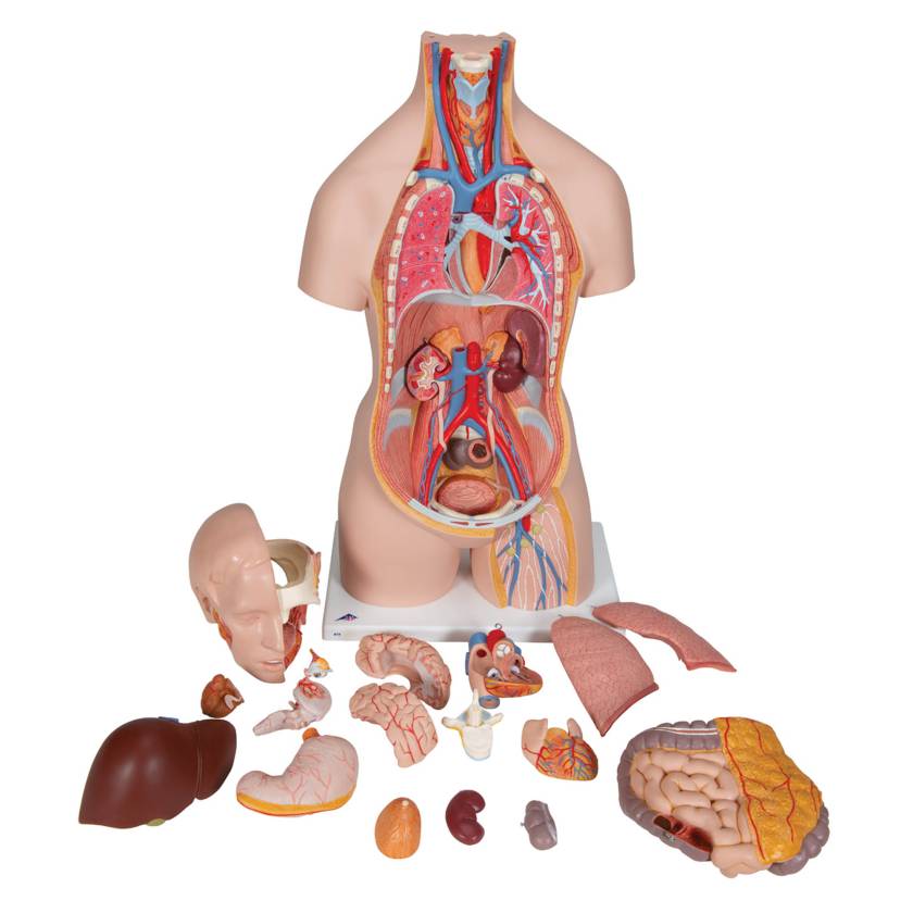 3B Scientific B19 Classic Unisex Torso with Opened Neck and Back Model 18-Part - 3B Smart Anatomy