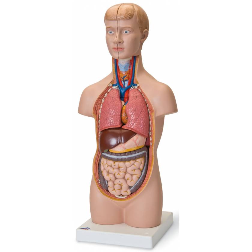 Mini Torso with Head Model 12-Part