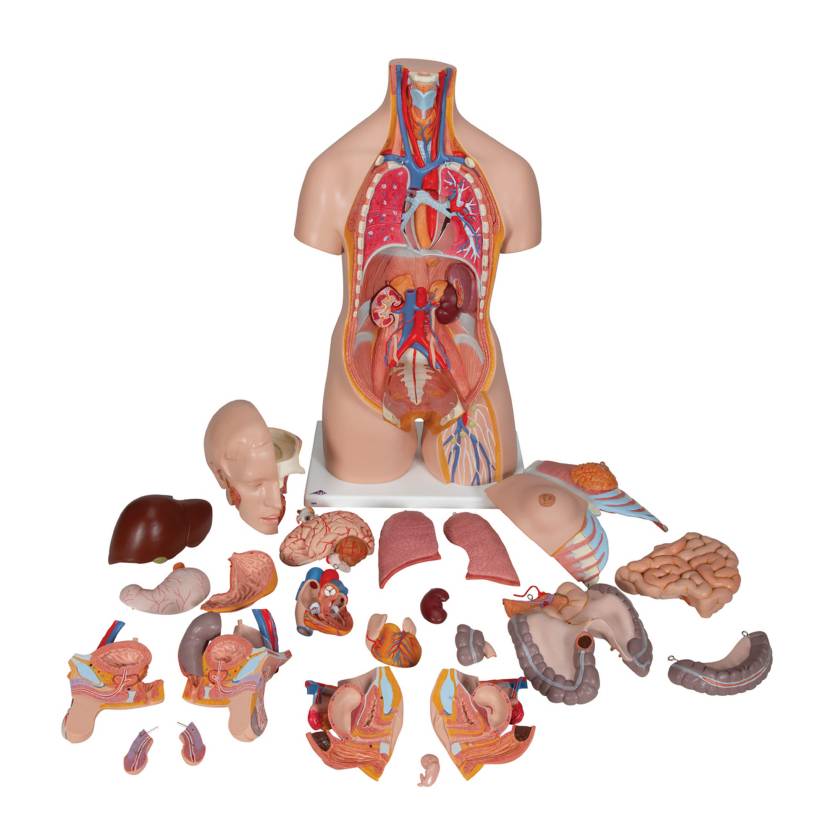 3B Scientific B30 Deluxe Dual Sex Torso with Head Model 24-Part - Light Skin Tone, 3B Smart Anatomy