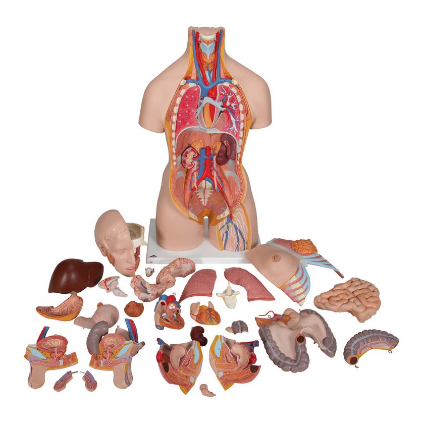 3B Scientific B35 Deluxe Dual Sex Torso with Head & Opened Back Model 28-Part - 3B Smart Anatomy