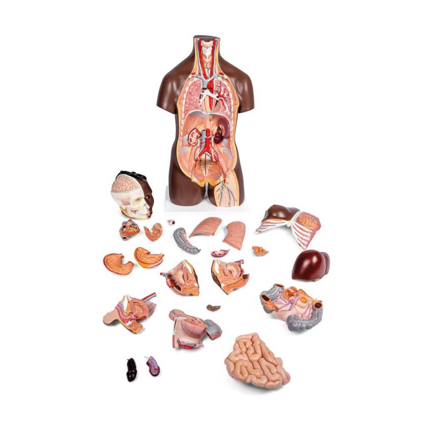 3B Scientific B37 Deluxe Dual Sex Torso with Head Model 24-Part - Dark Skin Tone, 3B Smart Anatomy