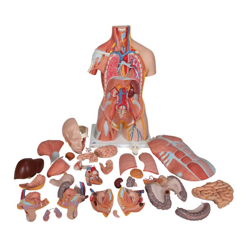 3B Scientific B40 Deluxe Dual Sex Muscle Torso with Head Model 31-Part - 3B Smart Anatomy