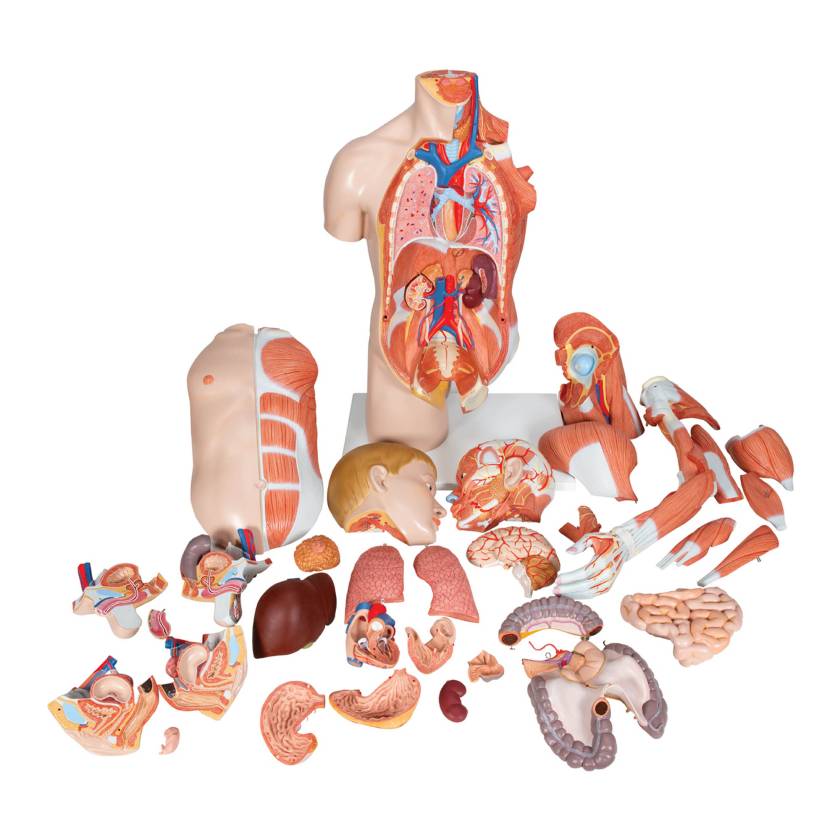 3B Scientific B42 Deluxe Dual Sex Torso with Muscular Arm Model 33-Part - 3B Smart Anatomy