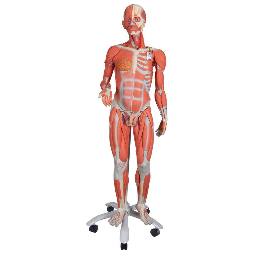 3B Anatomical Model - 3/4 Life-Size Dual Sex Human Muscle Model on Metal Stand, 45-part