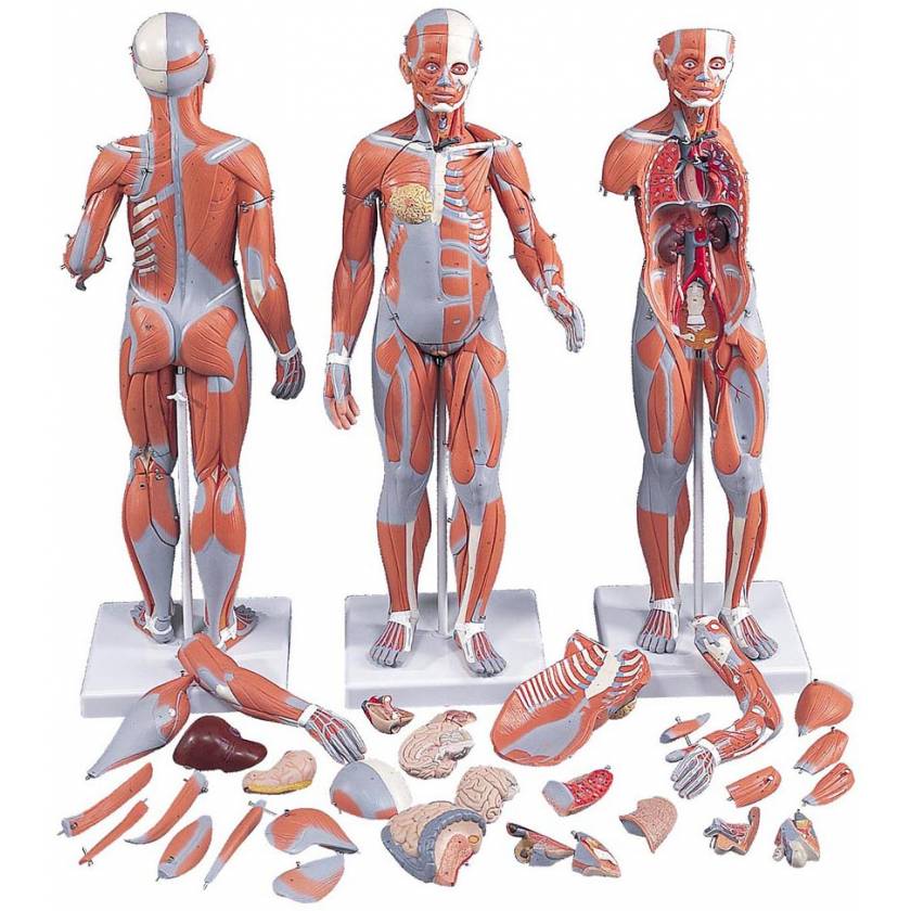 1/2 Life-Size Complete Dual Sex Muscle Figure With Internal Organs 33-Part