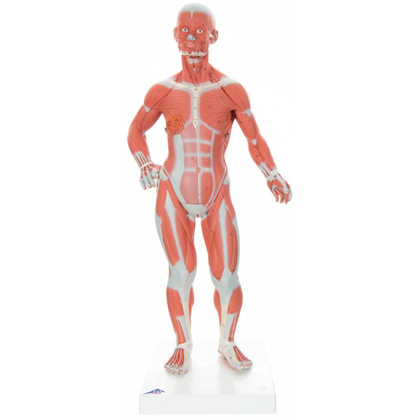 1/4 Life-Size Muscle Figure 2-Part