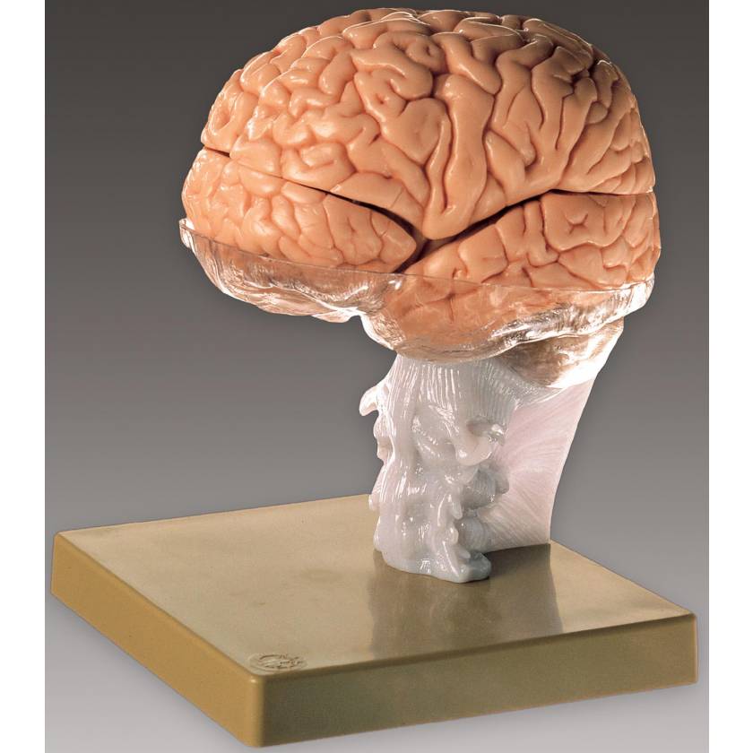 Brain Demonstration Model