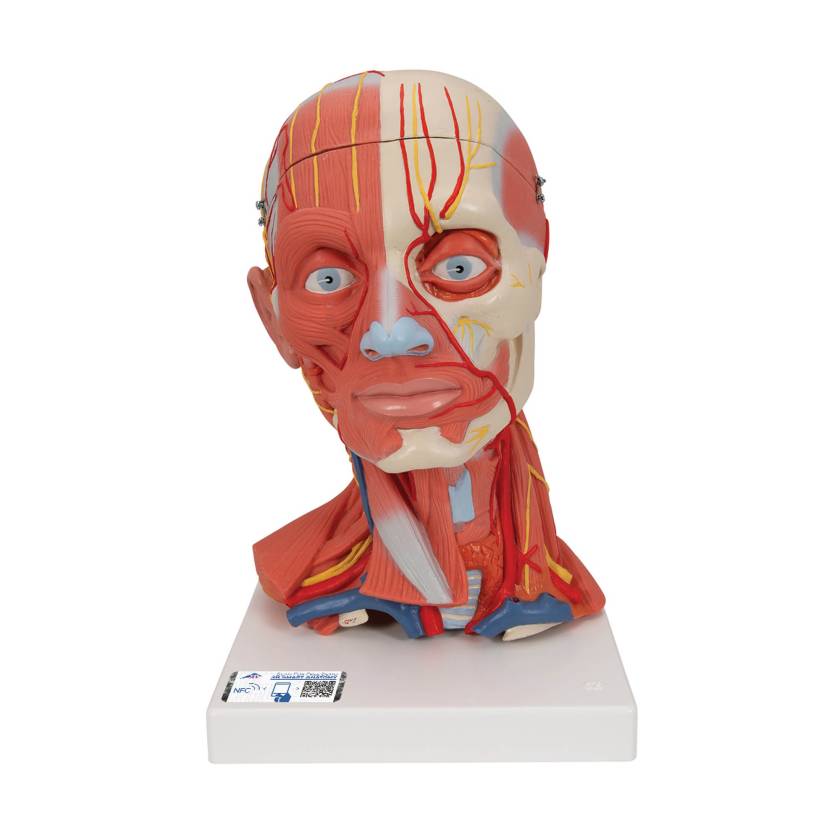 3B Scientific C05 Head and Neck Musculature 5-Part - 3B Smart Anatomy