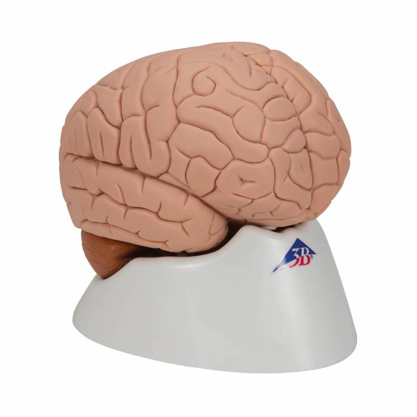 3B Scientific C15 Human Brain Model 2-Part - 3B Smart Anatomy