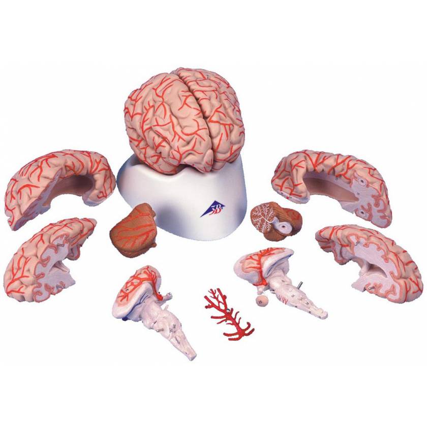 Deluxe Brain with Arteries Model 9-Part