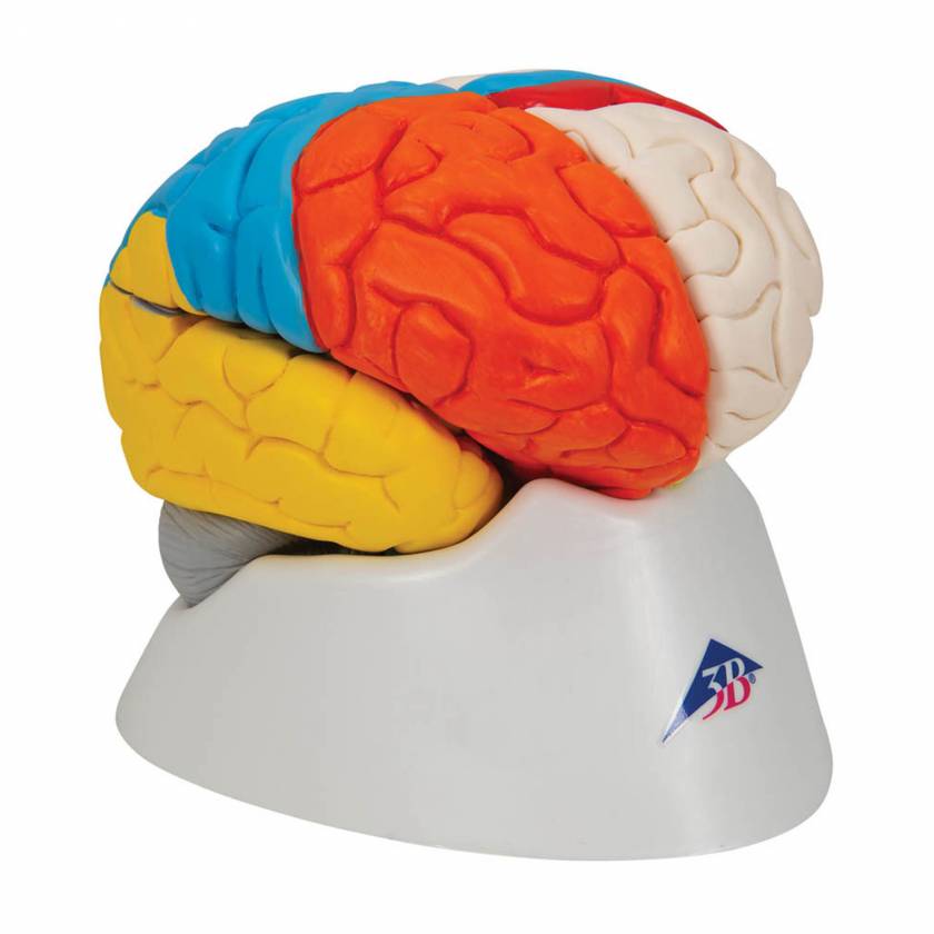 3B Scientific C22 Deluxe Neuro-Anatomical Brain Model 8-Part