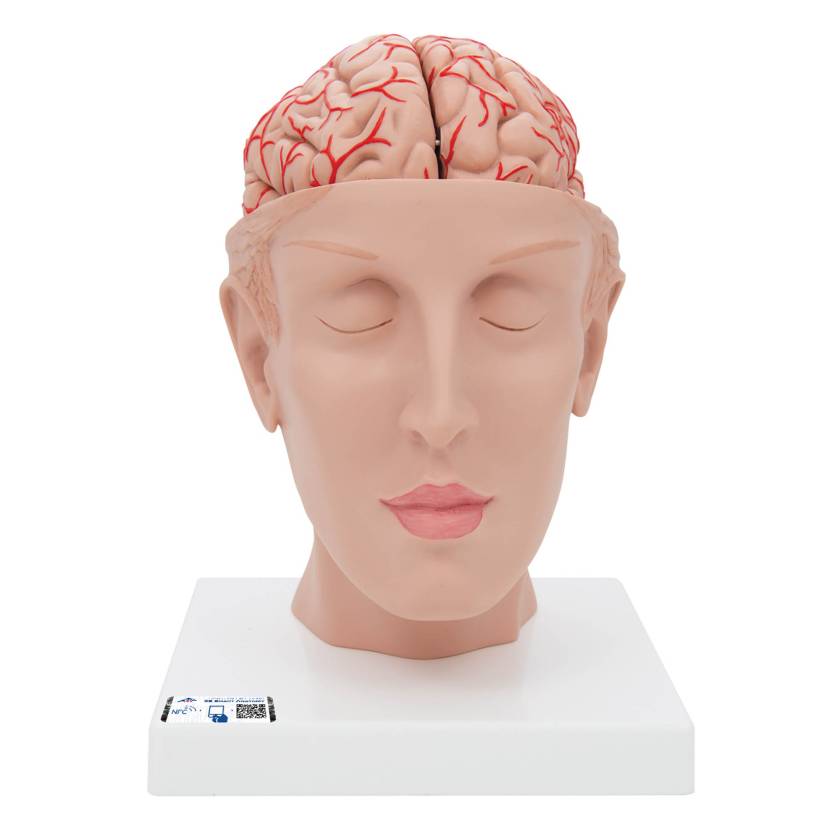 3B Scientific Model C25 Head with Brain (8-Part) - 3B Smart Anatomy