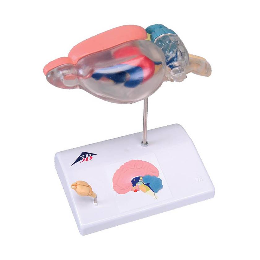 3B Scientific C29 Brain of a Rat