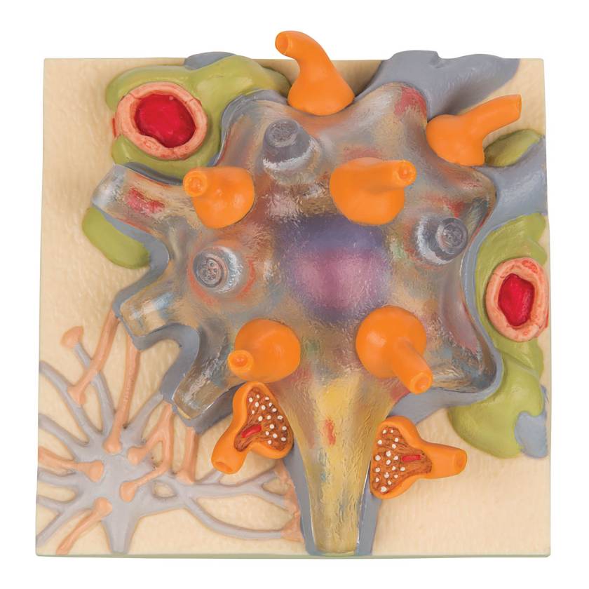3B Scientific C40-1 Neuron Cell Body
