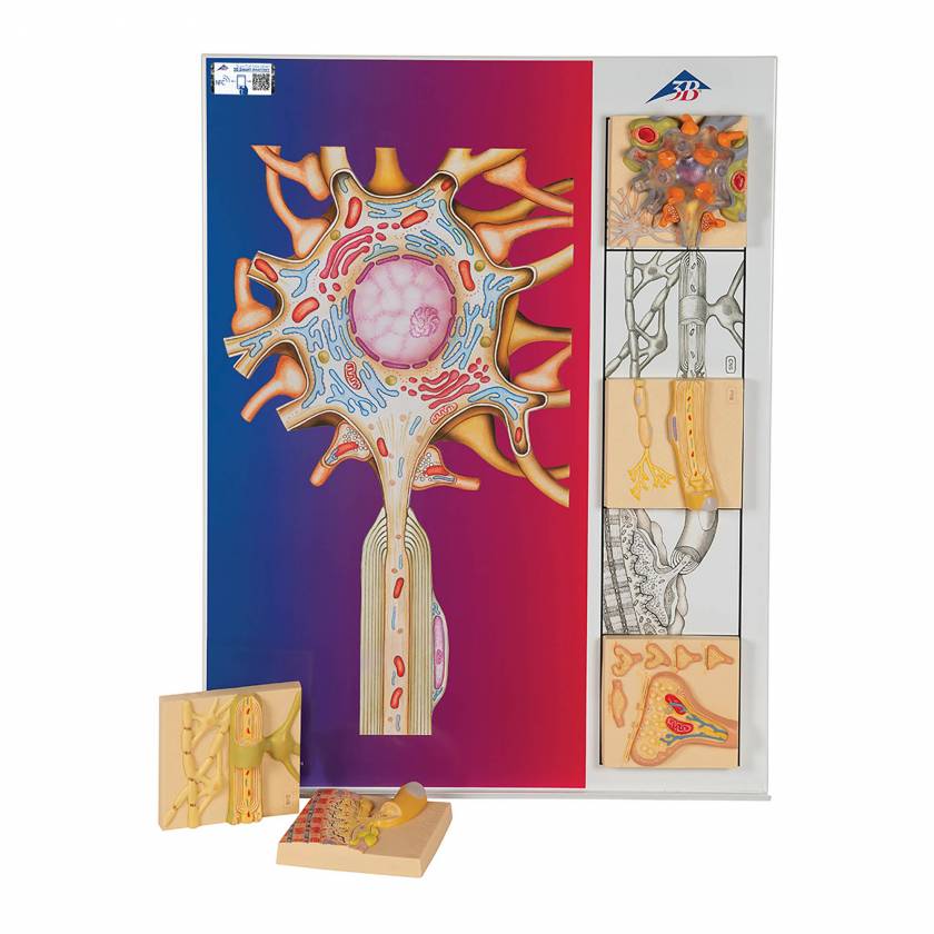 3B Scientific C40 "Physiology of Nerves" Series - 5 Models, 3B Smart Anatomy