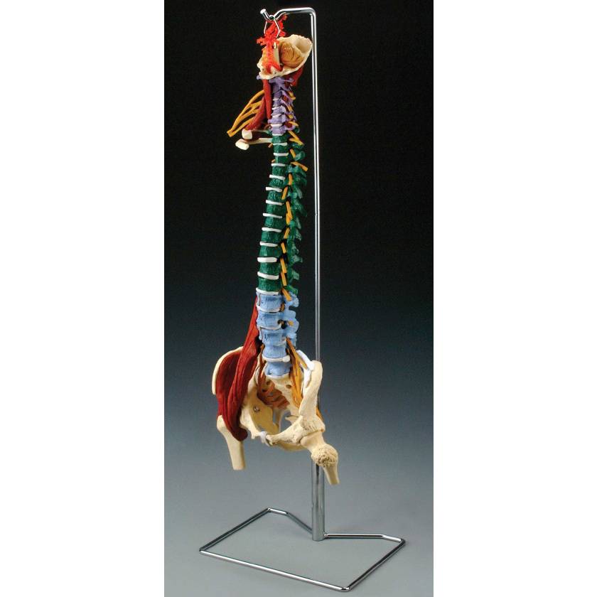 Muscle Spine With Disorders on Hanging Stand