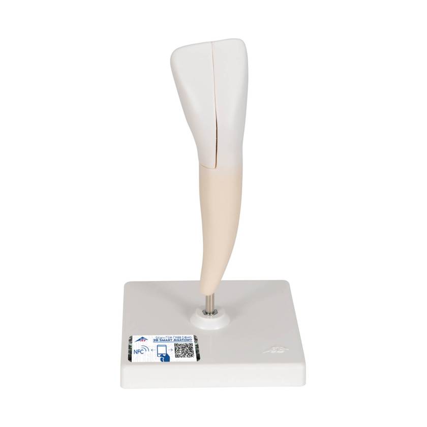 3B Scientific D10/1 Lower Incisor 2-Part - 3B Smart Anatomy