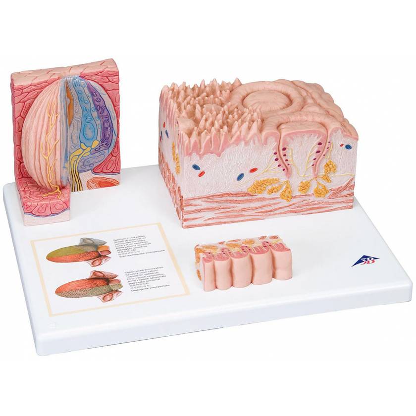 MicroAnatomy Tongue Model