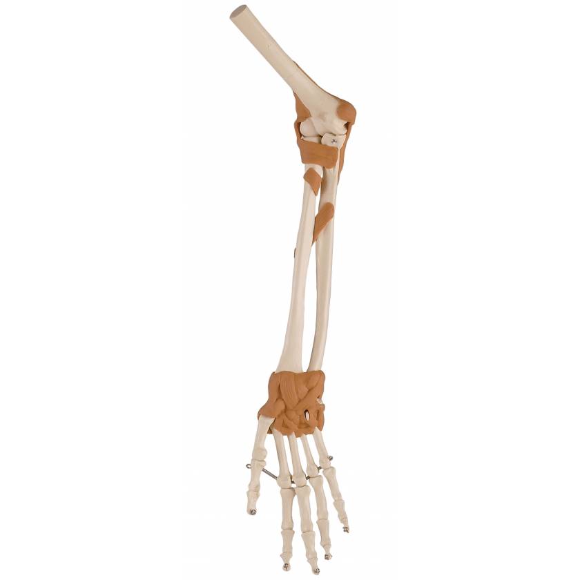 Ultraflex Ligamented Hand, Arm & Elbow - Functional Replica