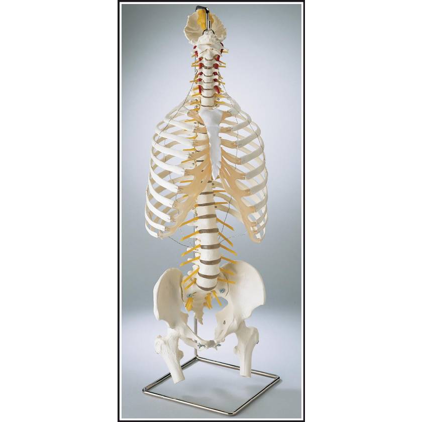 Premier Flexible Spine with Thorax & Movable Femur Heads