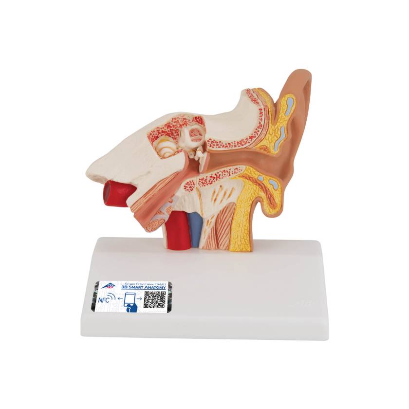 3B Scientific E12 Ear Model for Desktop - 1.5 Times Life-Size - 3B Smart Anatomy