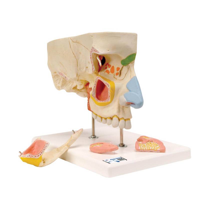 3B Scientific E20 Nose Model with Paranasal Sinuses 5-Part - 3B Smart Anatomy